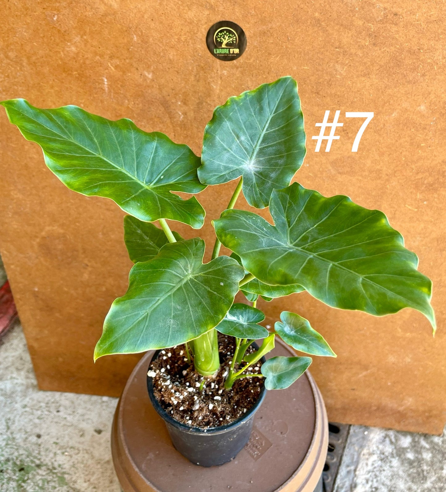 Alocasia okinawa silver / variegata