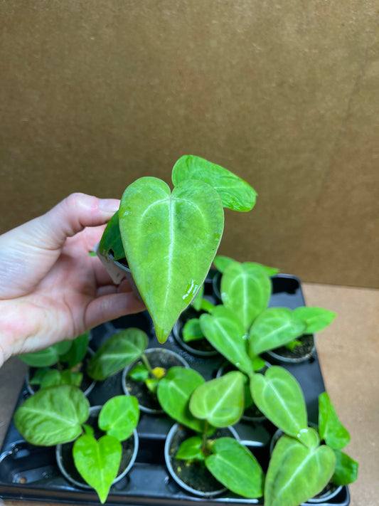 Anthurium magnificum baby plantes