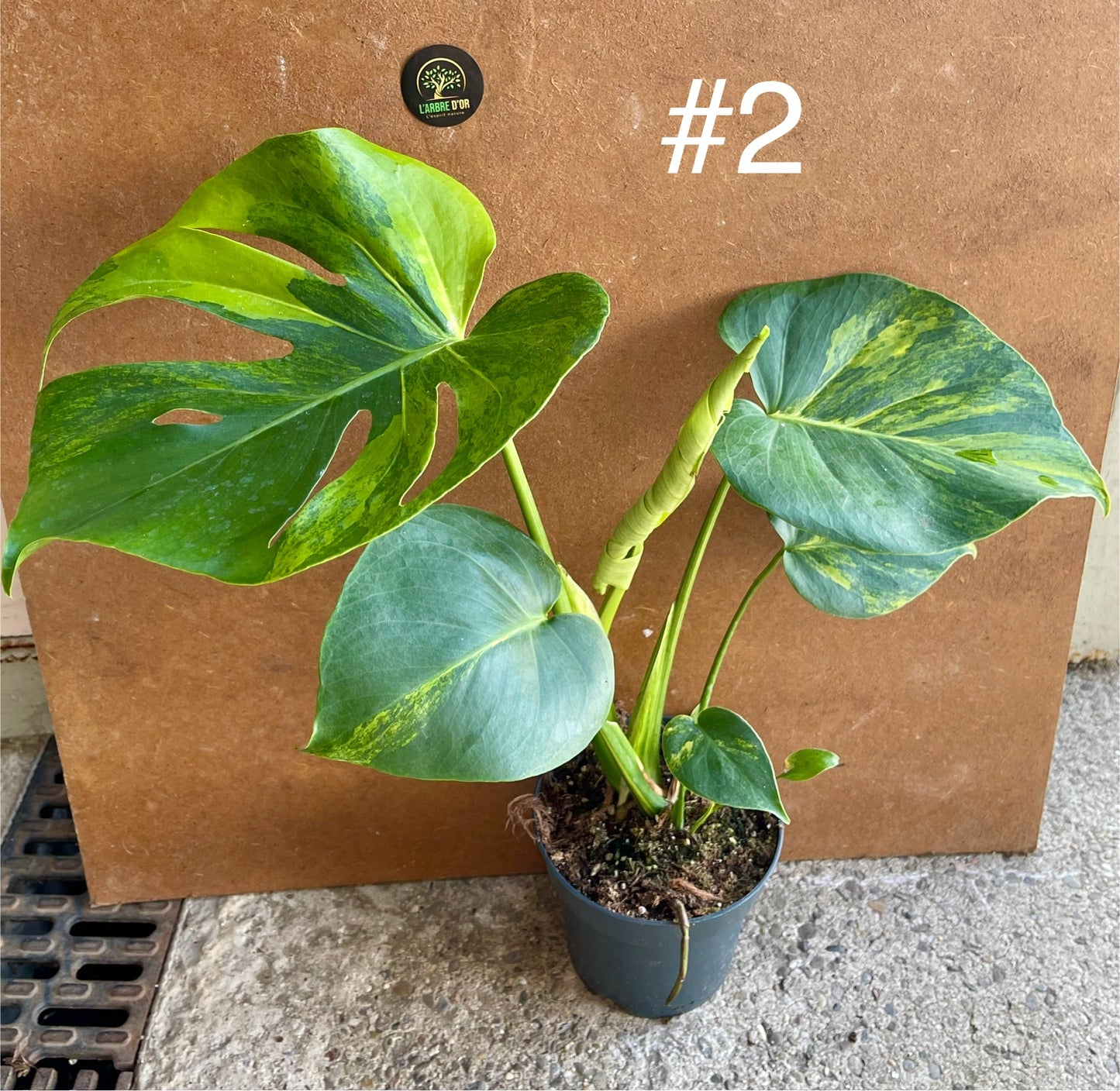 MONSTERA DELICIOSA AUREA BIG FORM NEW