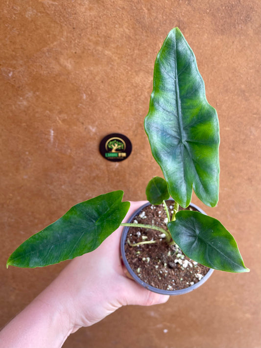 Alocasia princeps S NEW