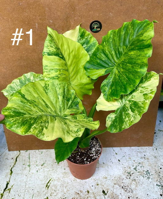 Alocasia gageana variegata tricolor