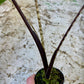 Alocasia zebrina variegata Black stem special