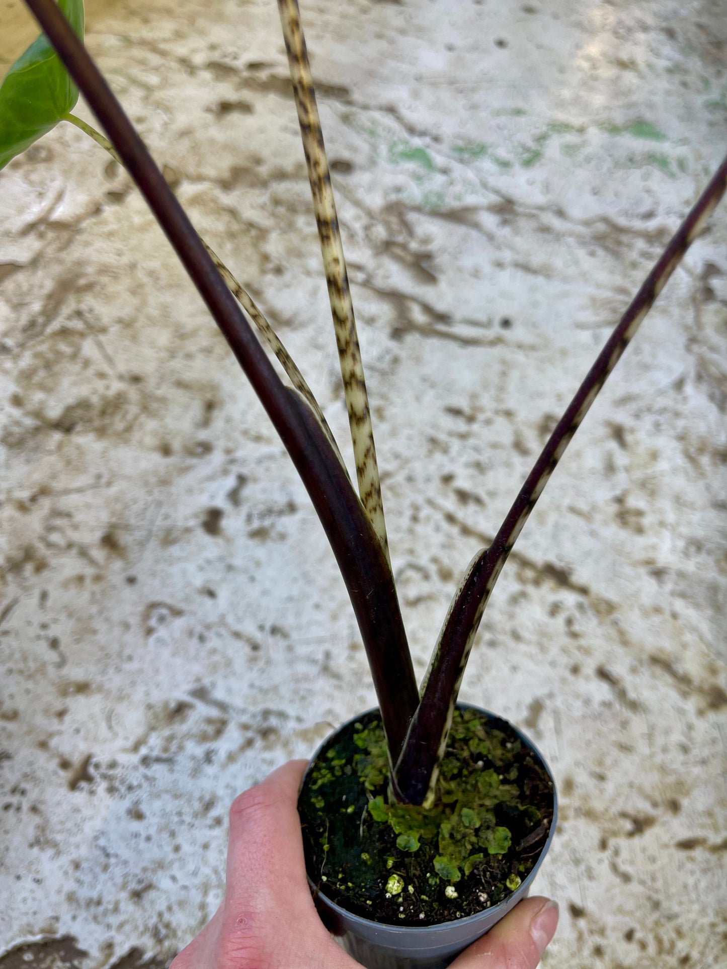 Alocasia zebrina variegata Black stem special