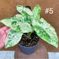 Alocasia macrorrhiza splash variegata taille L