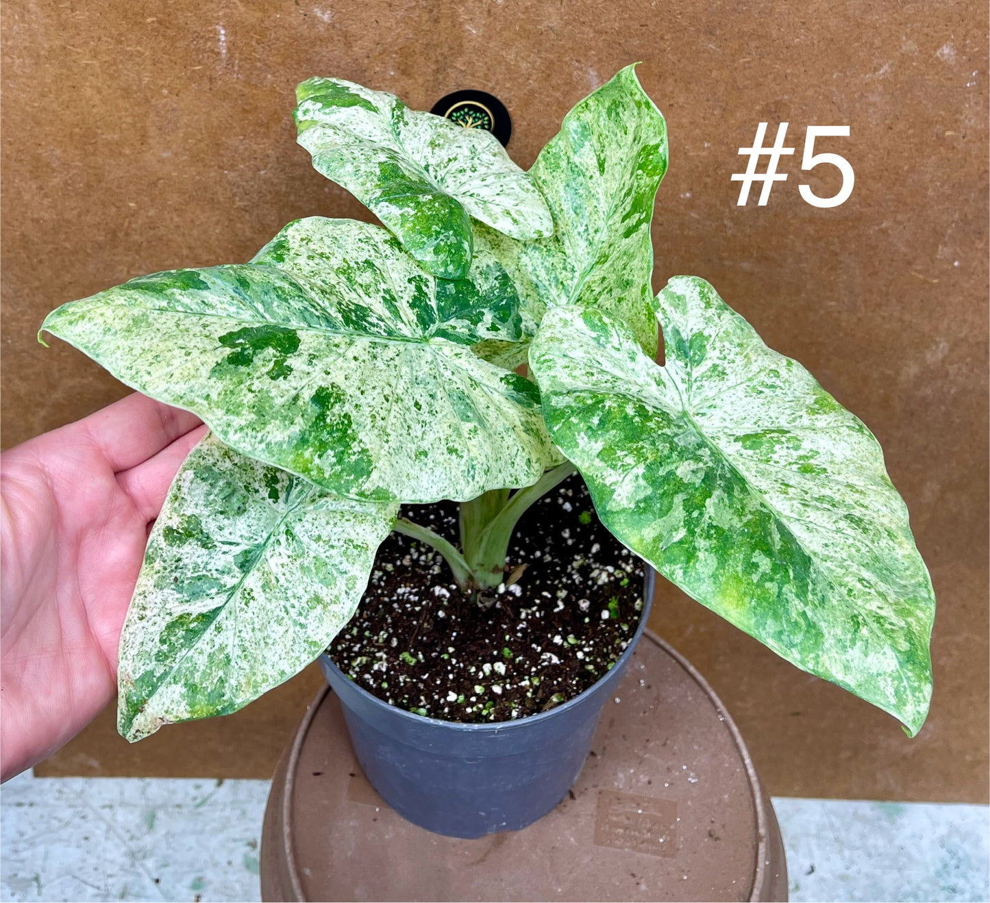 Alocasia macrorrhiza splash variegata taille L