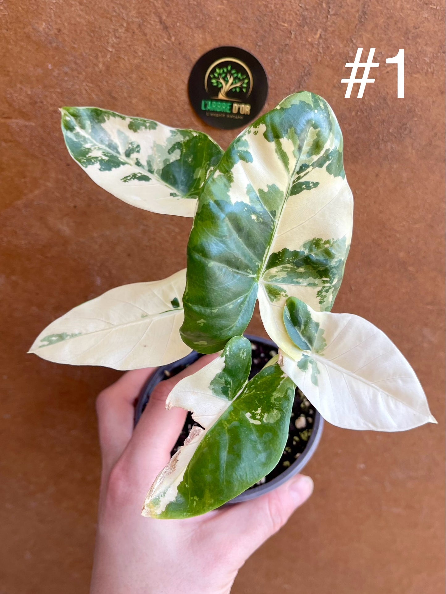 Alocasia macrorrhiza variegata S NEW