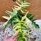 Philodendron tortum variegata x florida beauty NEW (sur demande)