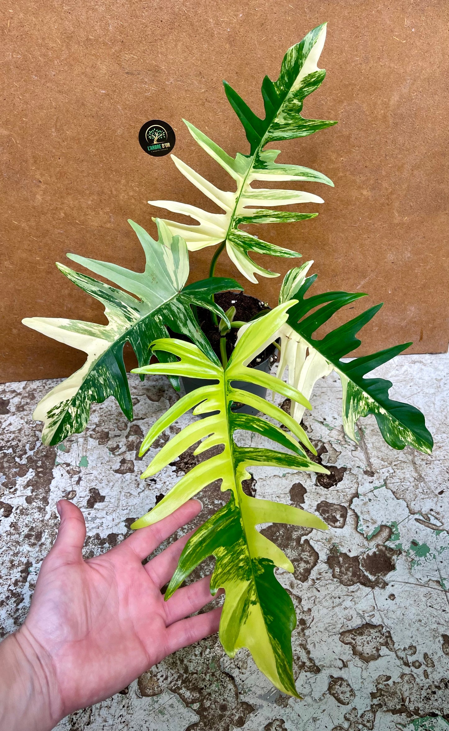 Philodendron tortum variegata x florida beauty NEW (sur demande)