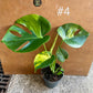 MONSTERA DELICIOSA AUREA BIG FORM NEW