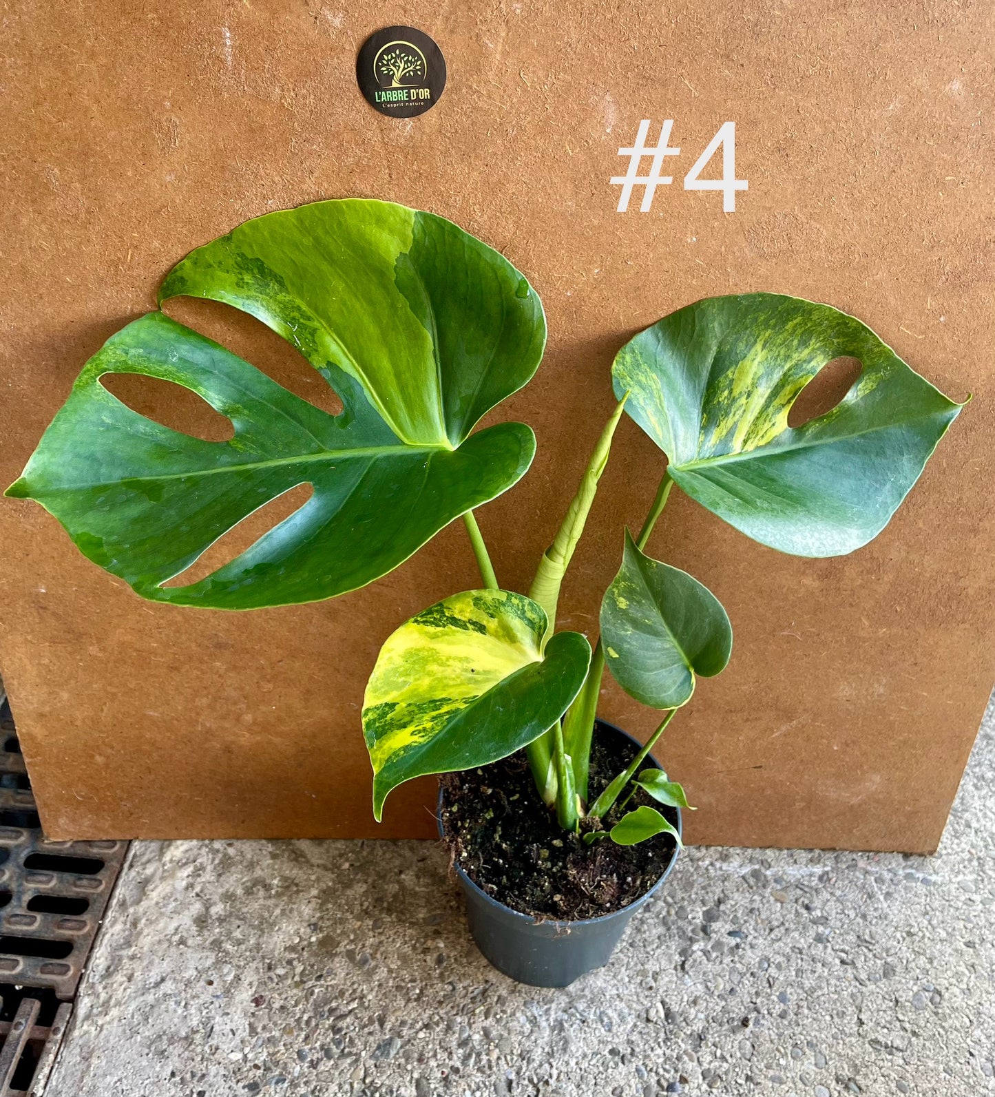 MONSTERA DELICIOSA AUREA BIG FORM NEW