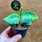 Aglaonema pictum tricolor baby NEW