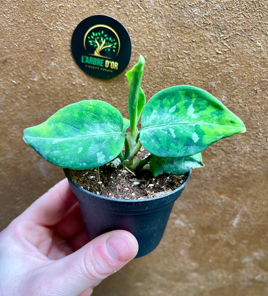 Aglaonema pictum tricolor baby NEW