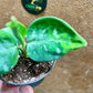 Aglaonema pictum tricolor baby NEW