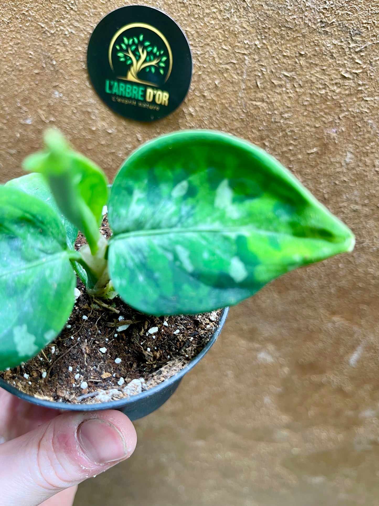 Aglaonema pictum tricolor baby NEW