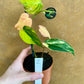 Philodendron micans variegata NEW