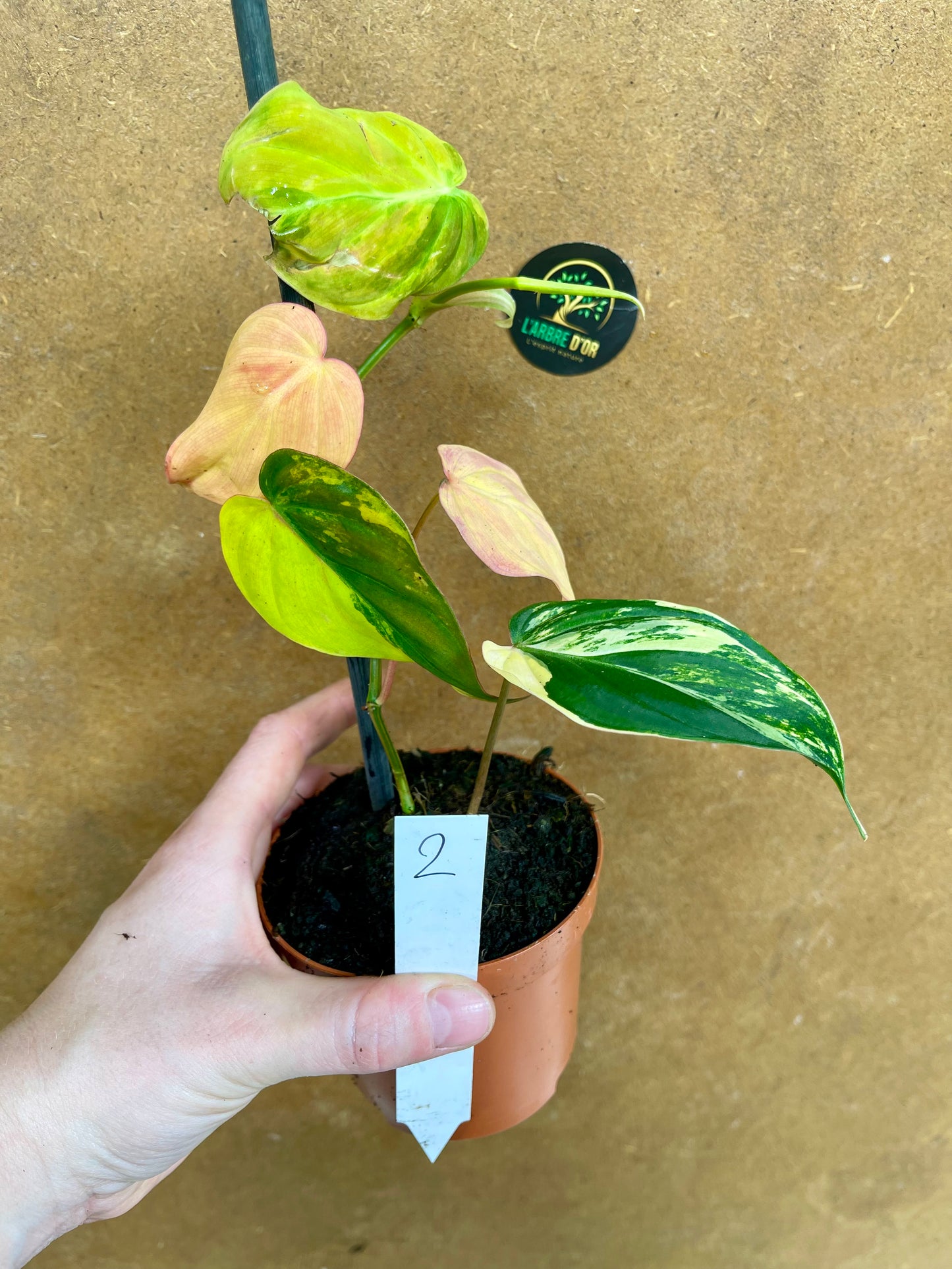 Philodendron micans variegata NEW