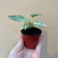 Anthurium silver blush mint baby NEW