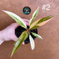 Philodendron caramel marble S NEW