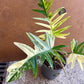 Philodendron tortum variegata x florida beauty NEW (sur demande)