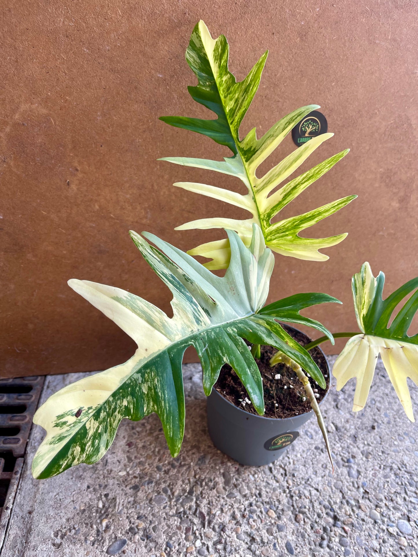 Philodendron tortum variegata x florida beauty NEW (sur demande)