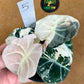 ALOCASIA BLACK VELVET PINK VARIEGATA NEW