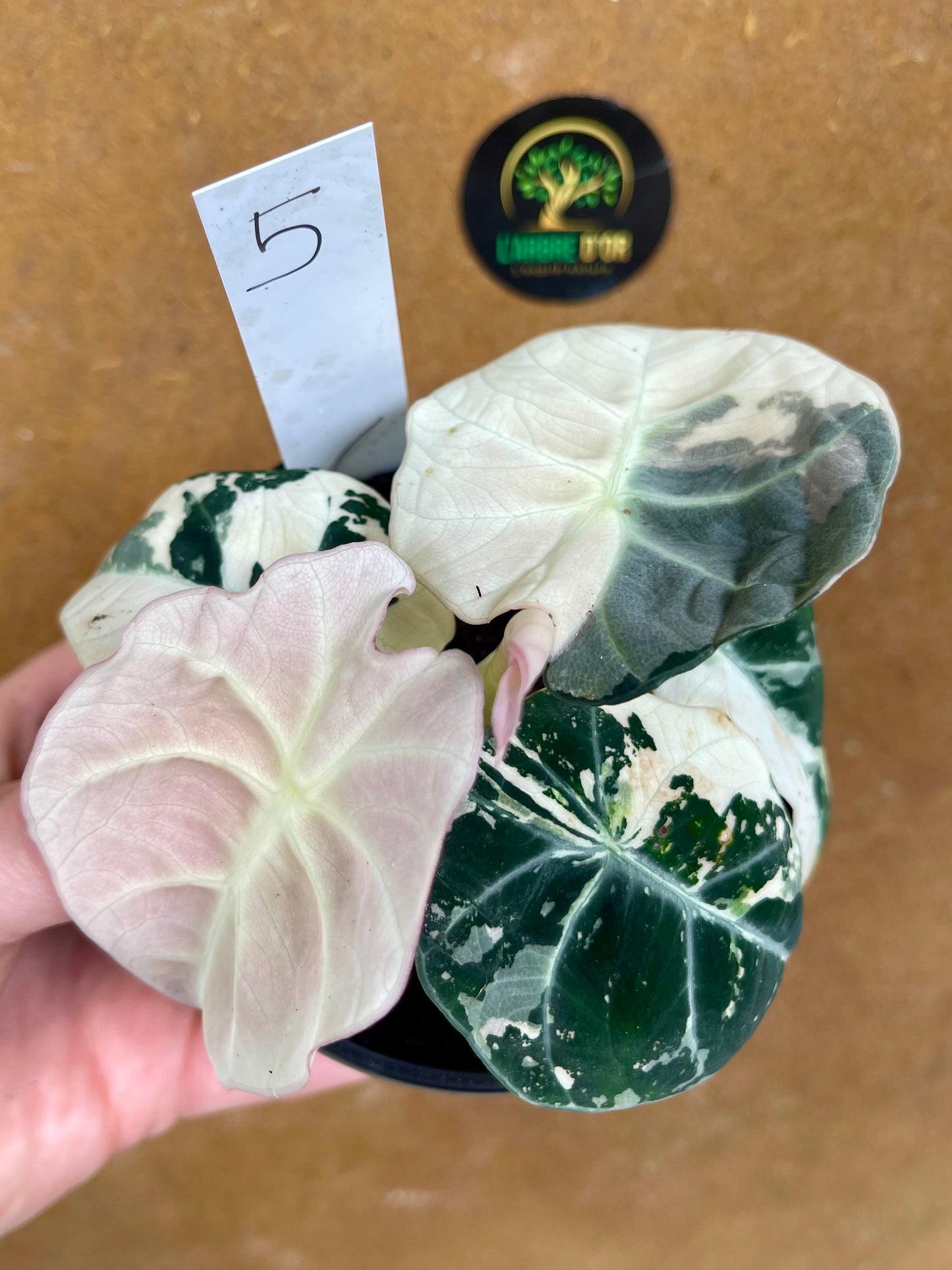 ALOCASIA BLACK VELVET PINK VARIEGATA NEW