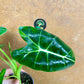 Alocasia Frydek green on green variegata NEW