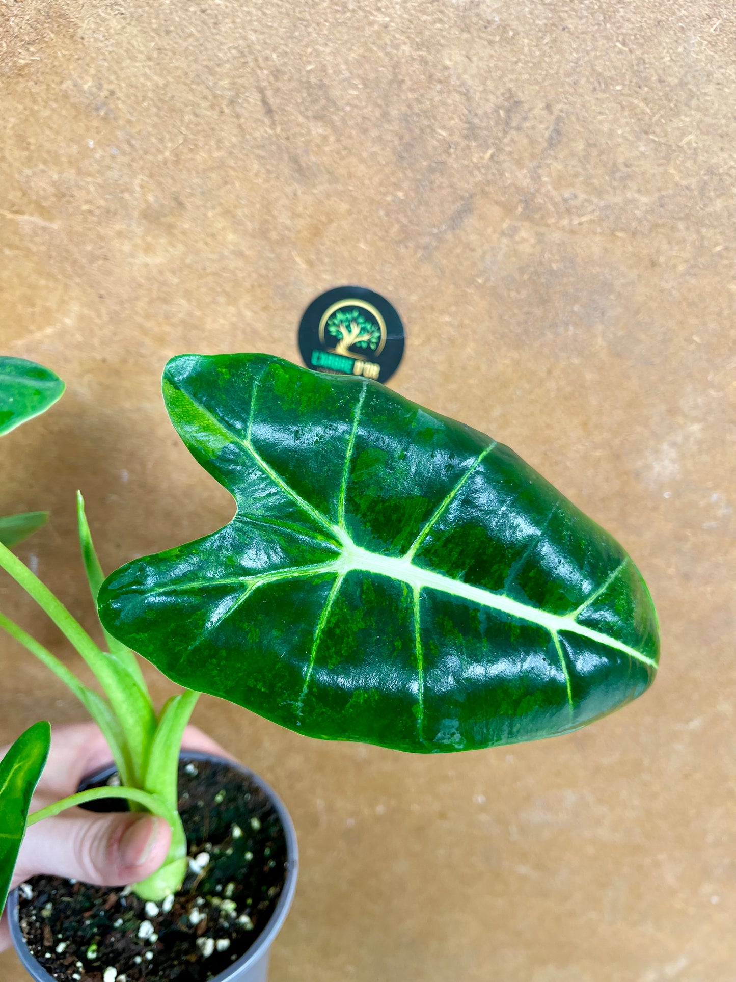 Alocasia Frydek green on green variegata NEW