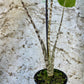 Alocasia zebrina variegata Black stem special