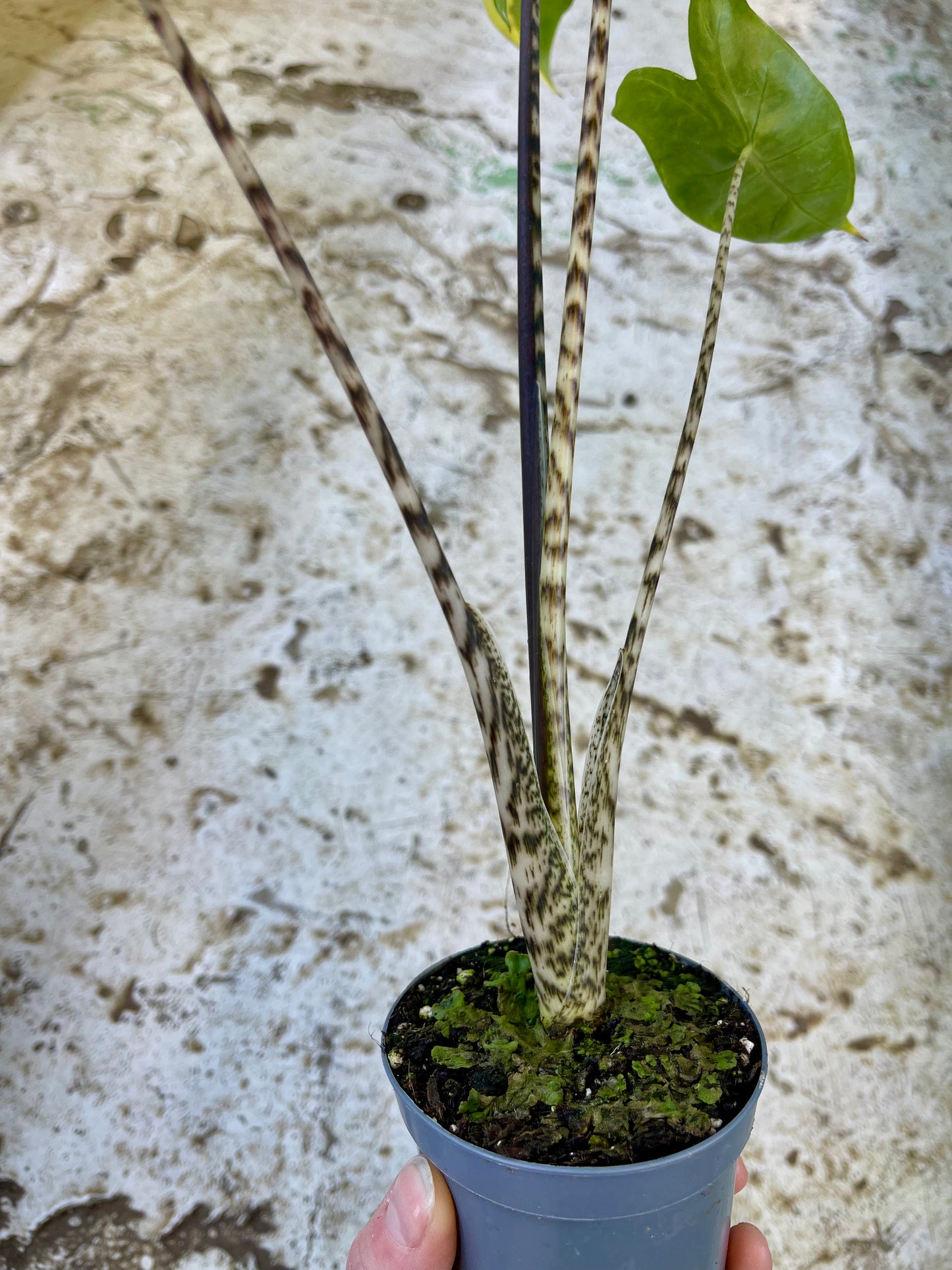 Alocasia zebrina variegata Black stem special