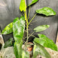 Philodendron jose buono XL