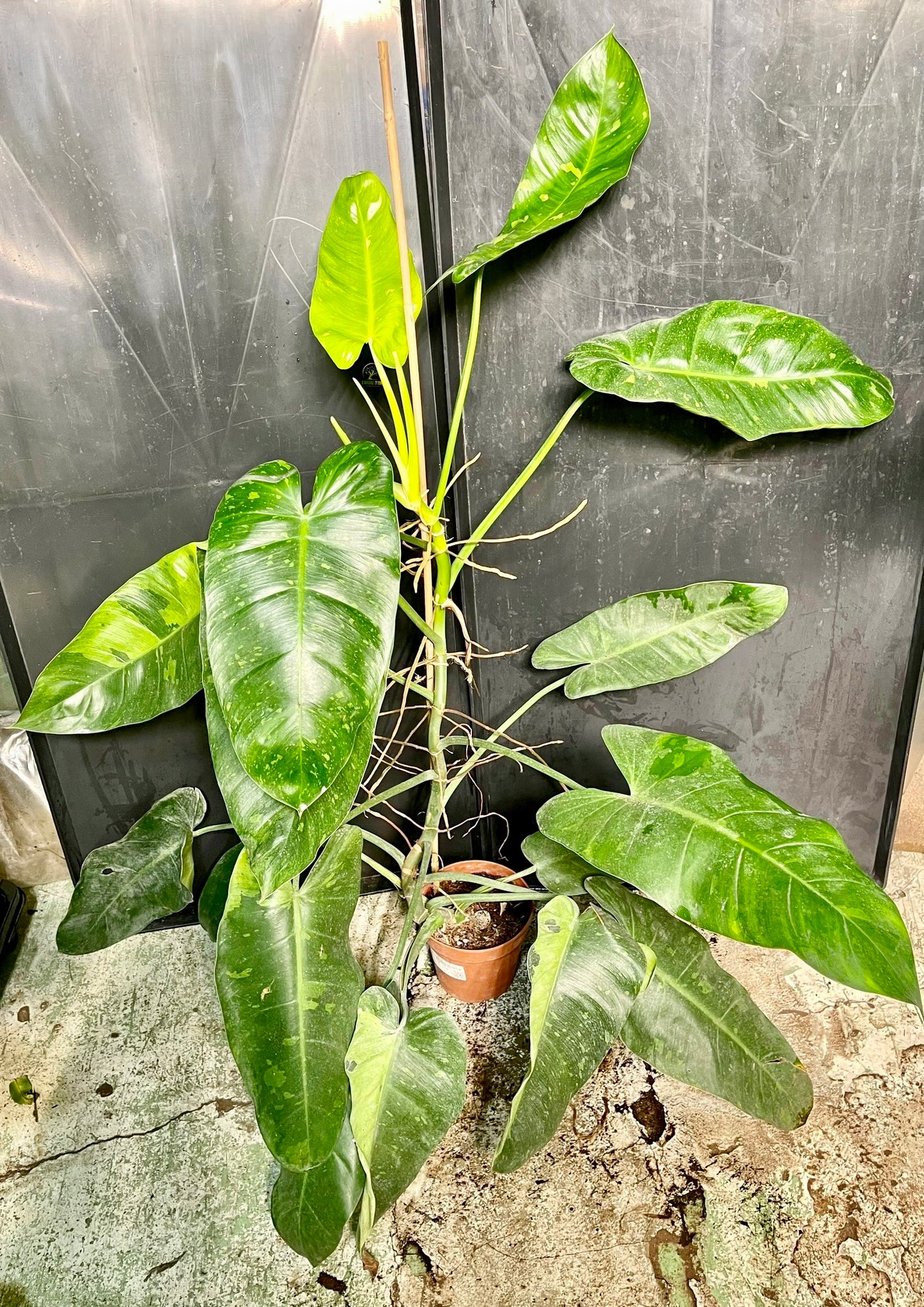 Philodendron jose buono XL