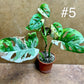 Monstera adansonii variegata baby/boutures