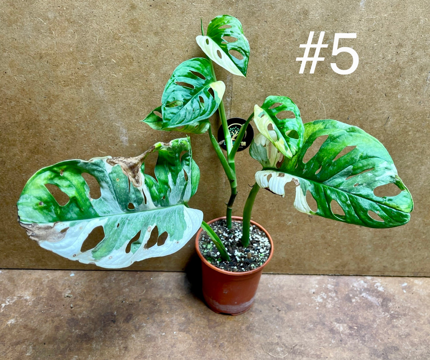 Monstera adansonii variegata baby/boutures