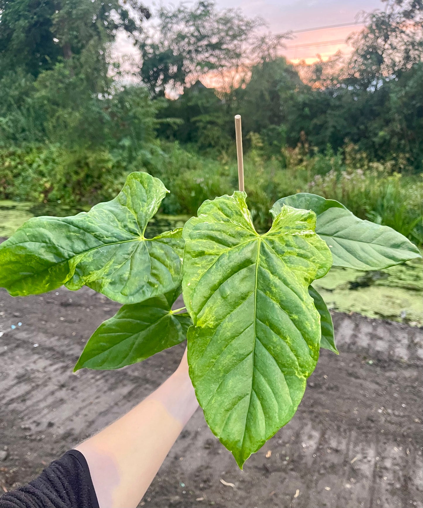 Anthurium balaoanum mutation variegata NEW