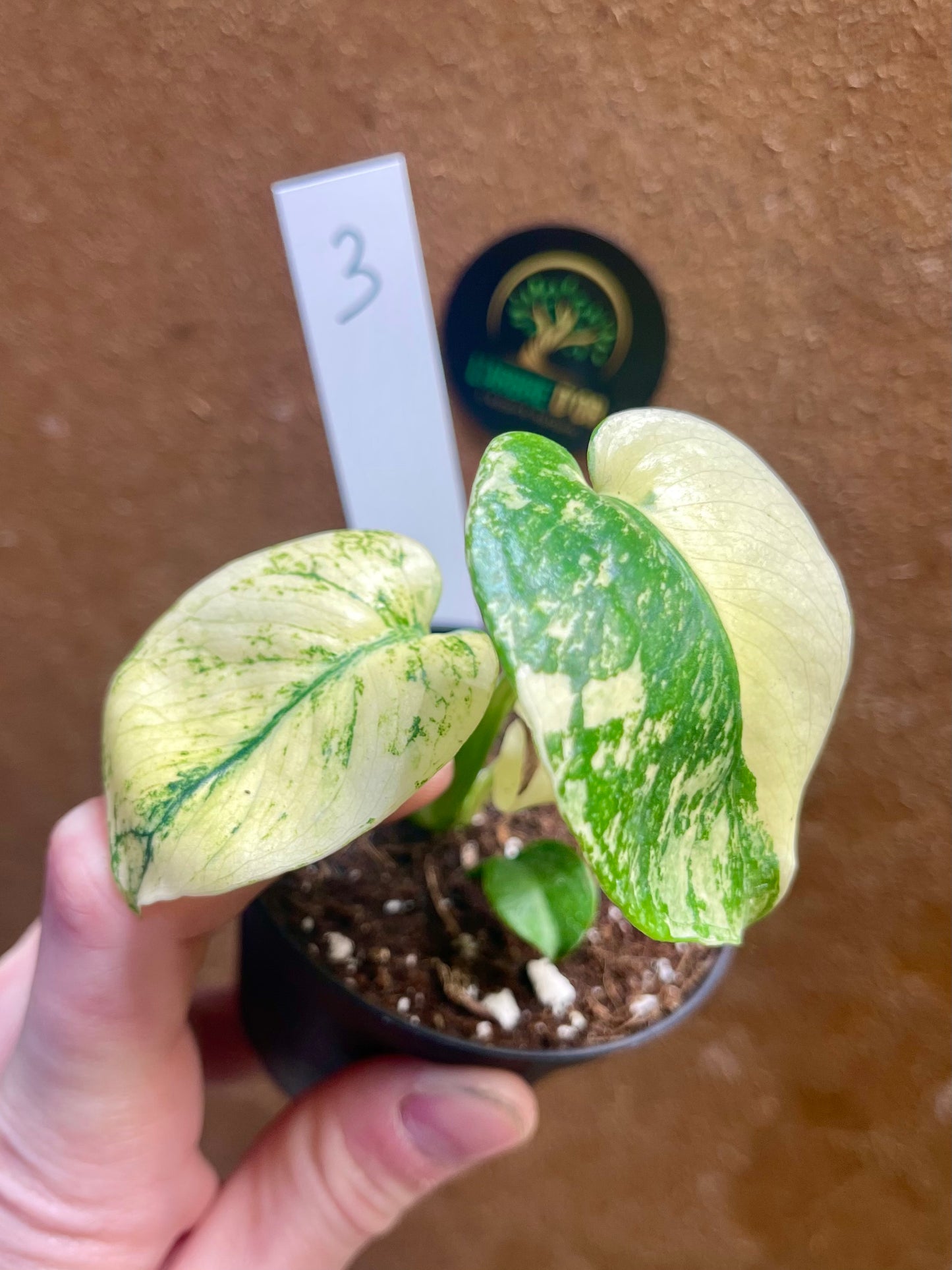 MONSTERA MINT WHITE MONSTER S NEW