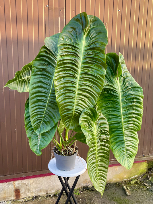 Anthurium veitchii XXL