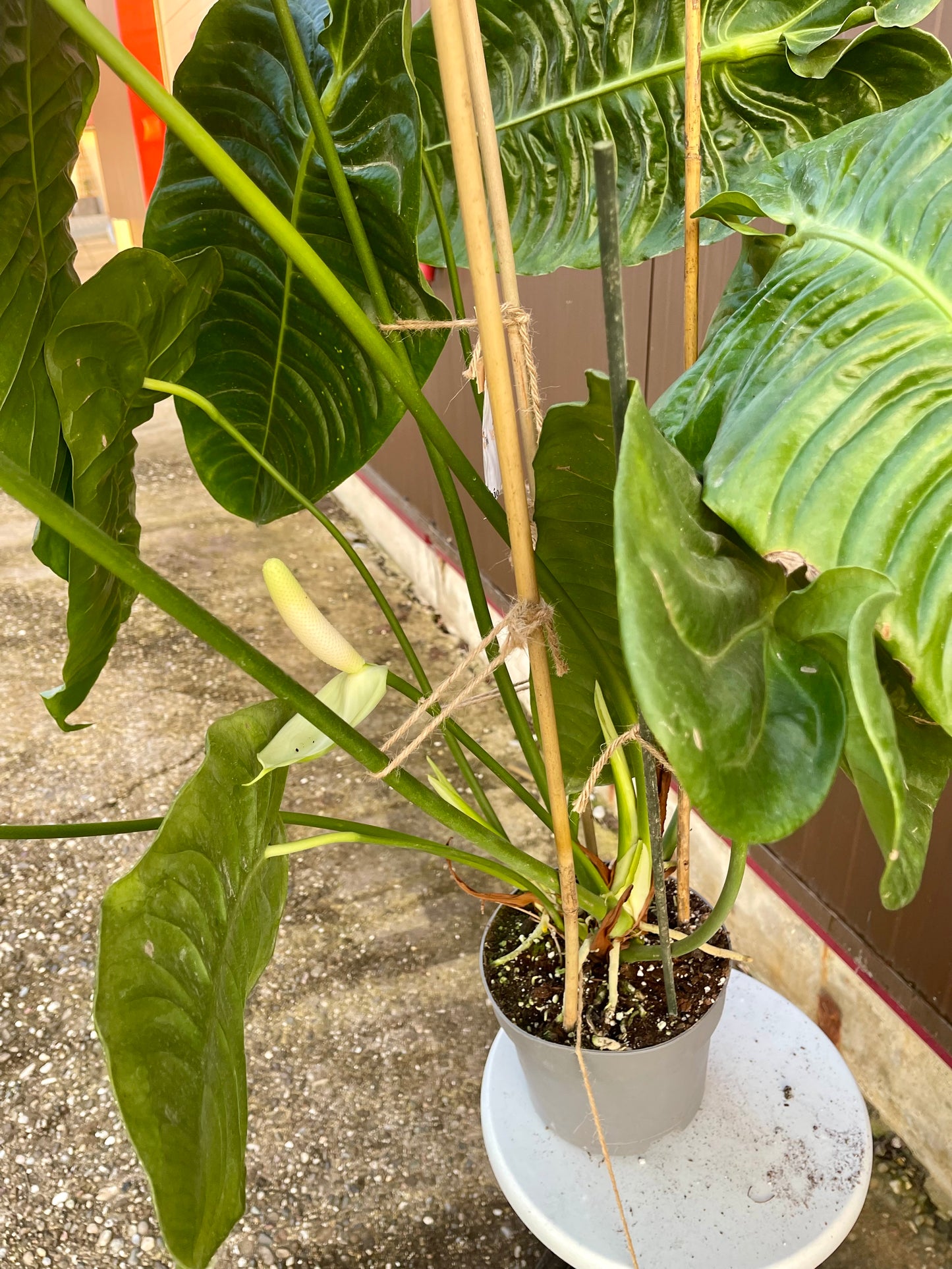 Anthurium veitchii XXL