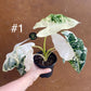 Alocasia frydek variegata haute variegation NEW