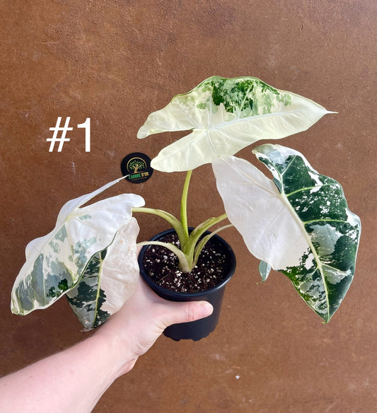 Alocasia frydek variegata haute variegation NEW