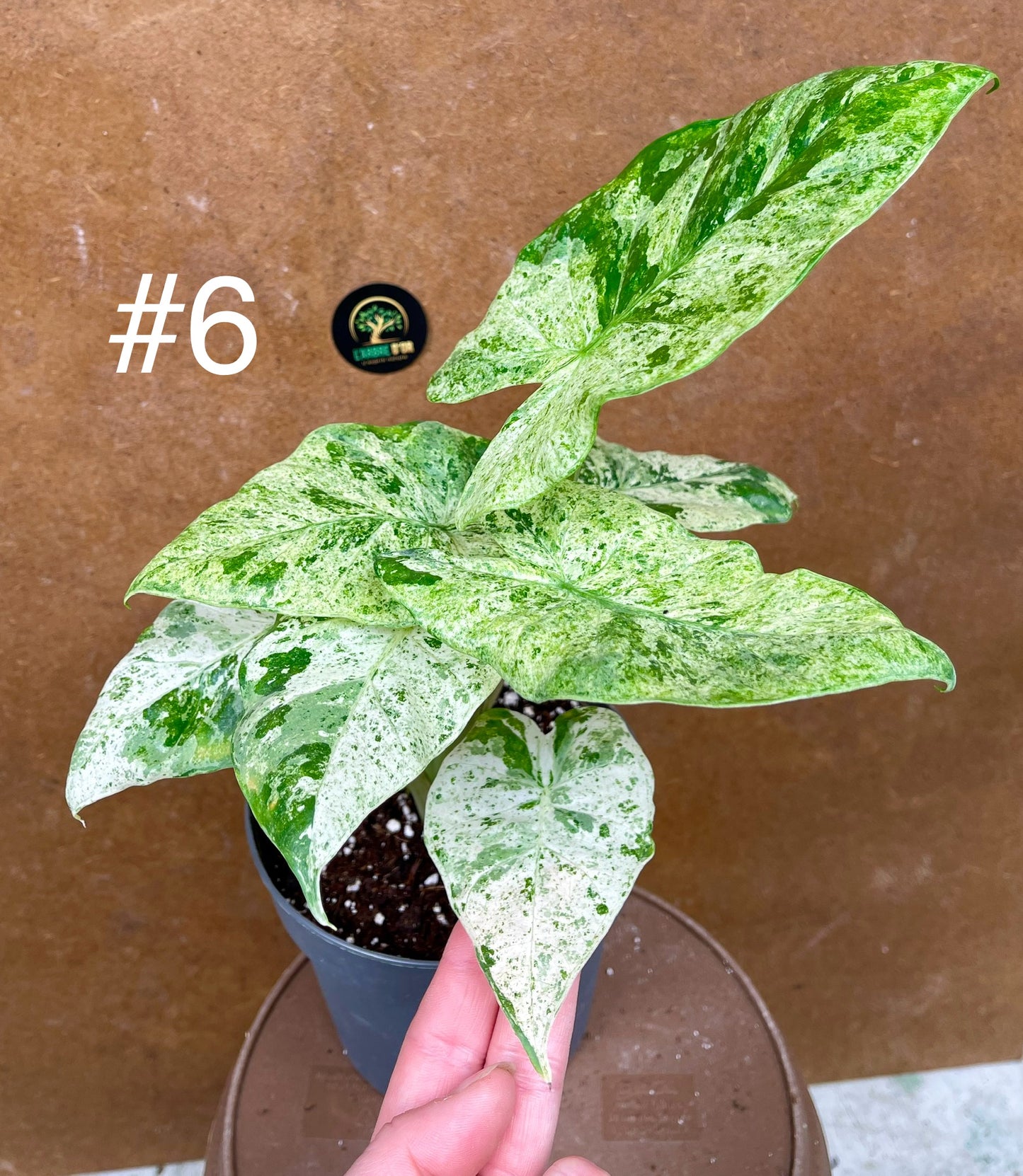 Alocasia macrorrhiza splash variegata taille L