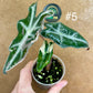 Alocasia sanderiana nobilis pink variegata NEW