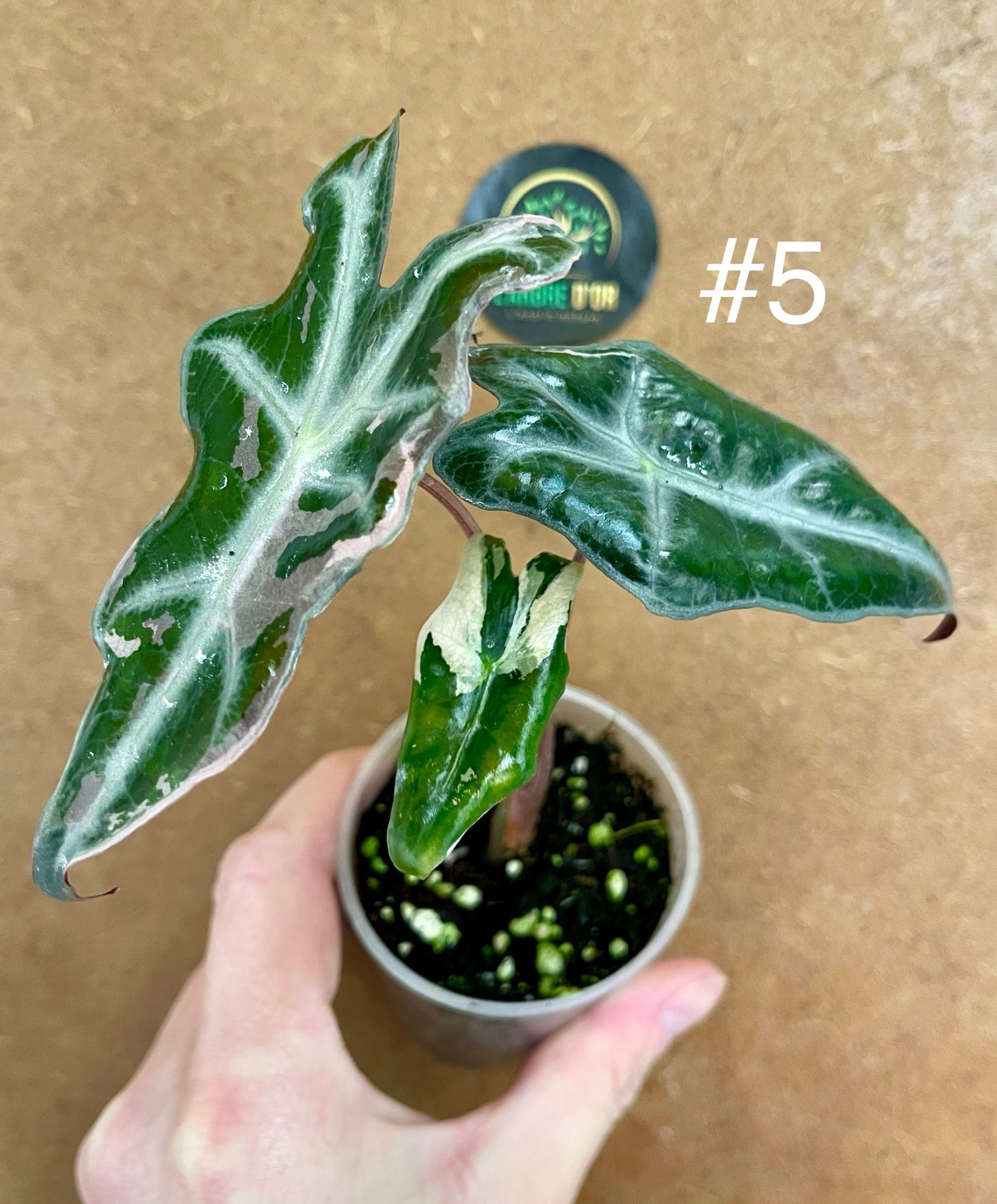 Alocasia sanderiana nobilis pink variegata NEW