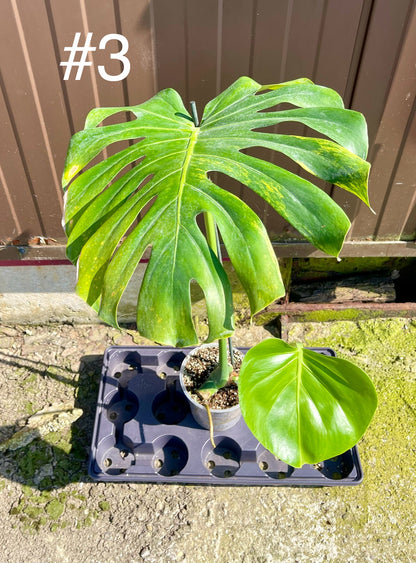 Monstera deliciosa Aurea Large forme