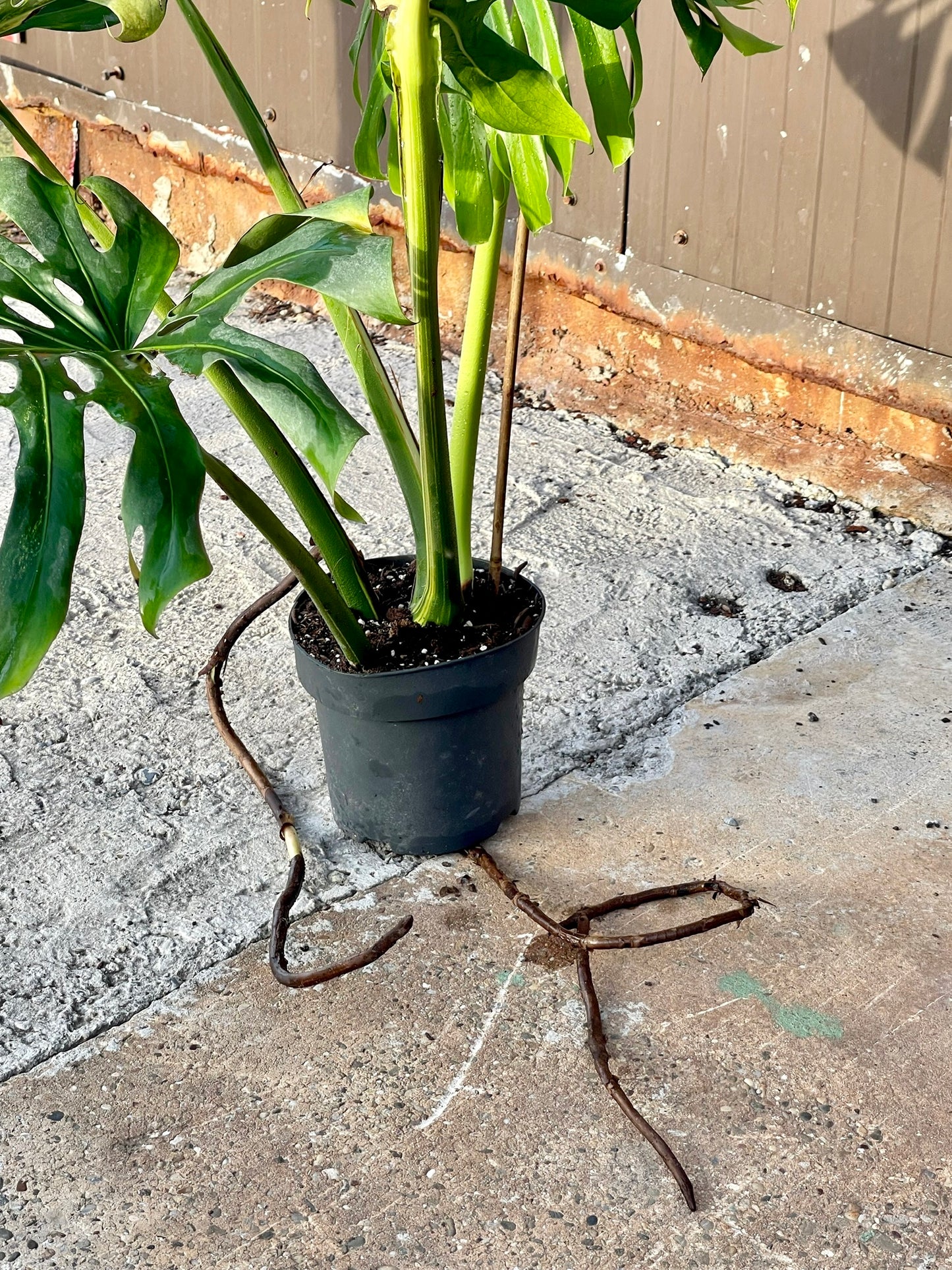 Monstera deliciosa aurea variegata XXL