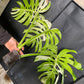 Monstera variegata big form XL boutures