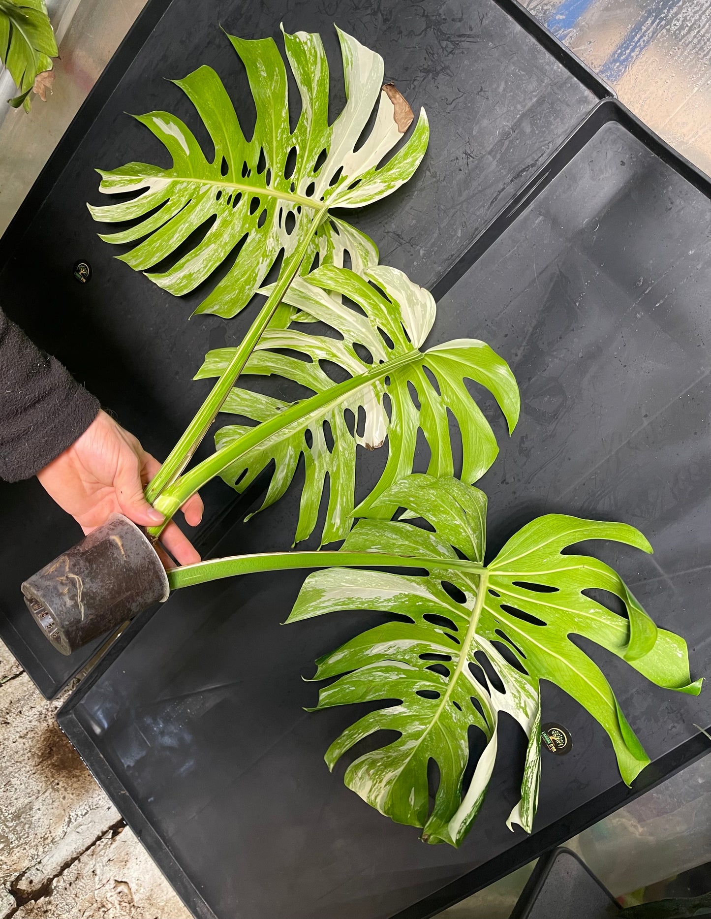 Monstera variegata big form XL boutures