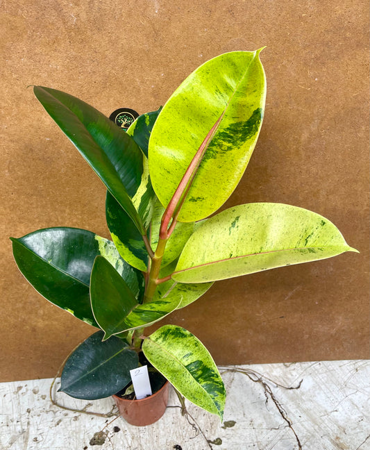 Ficus moonshine shriveriana variegata NEW