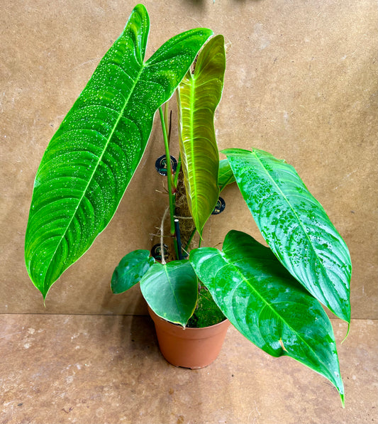 Philodendron sharoniae