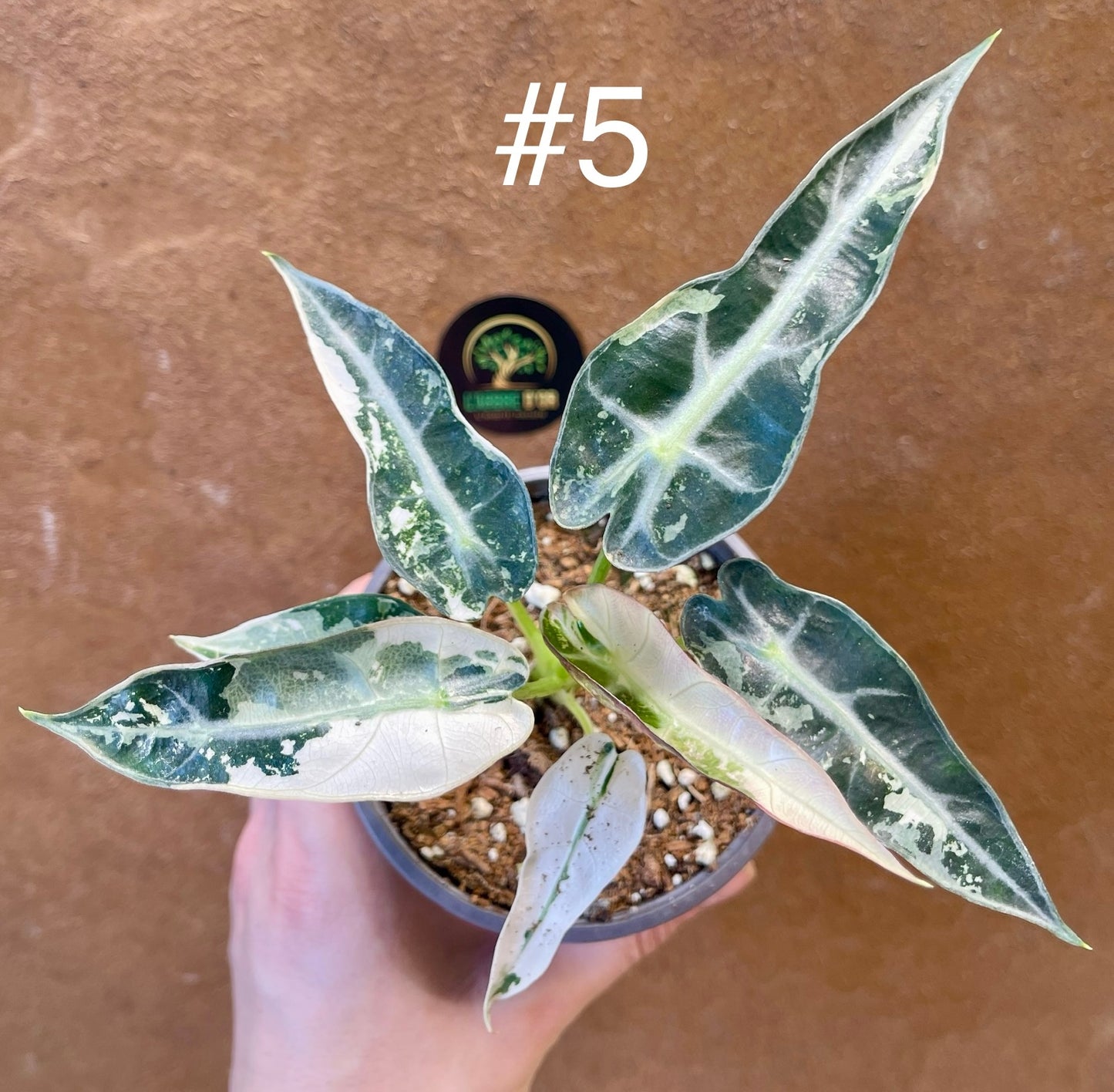 Alocasia green bambino albo variegata NEW